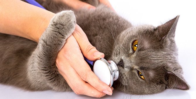 猫が『唾を飲む仕草』をする4つの理由　頻度が高いと病気の可能性も
