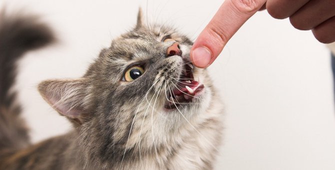 猫が思わず噛みたくなる物の特徴