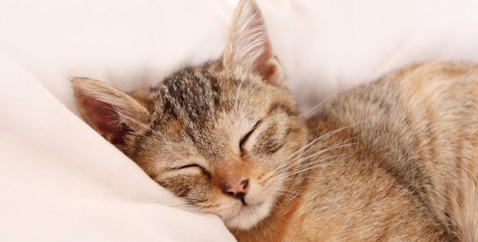 猫が『飼い主の布団』で寝る5つの心理　主がいないときにも寝るのはナゼ？