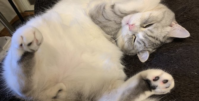 猫が『寝言』をいうのはなぜ？鳴き声の種類や注意すべきポイントを解説！