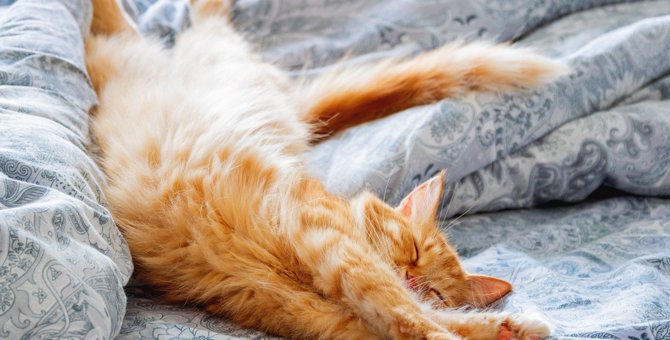 猫の寝相から『愛され度』を読み解く！5つのパターンと関係が良くない時の寝相とは