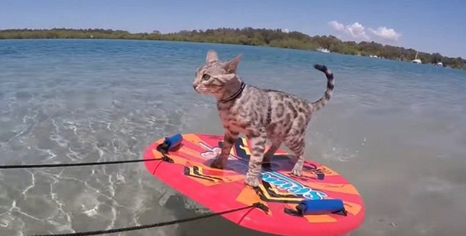 水遊び大好き♡なベンガル猫ちゃん、スキムボードで海を満喫！