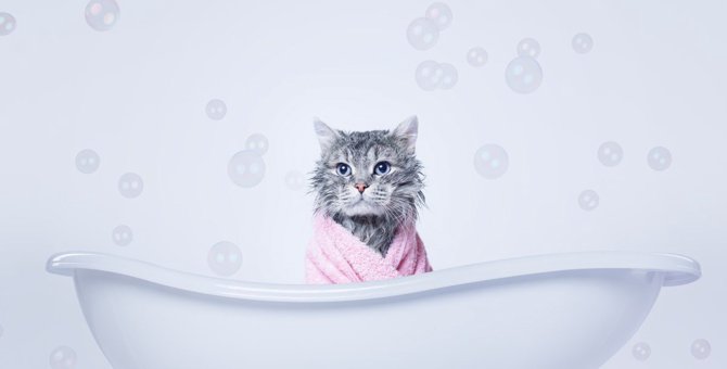 猫もシャンプーは必要？洗う手順から注意点まで詳しく解説