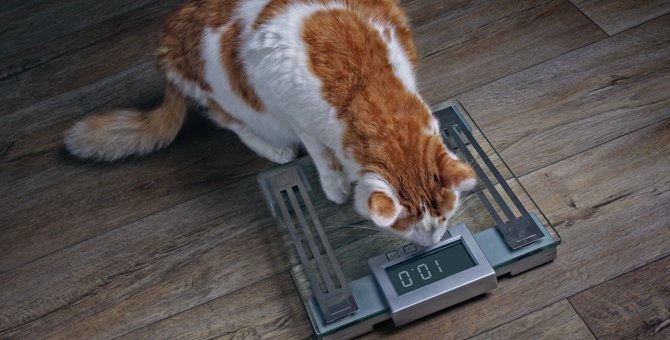 猫の肥満度がわかる『ボディ・コンディション・スコア（BCS）』とは？3つのチェックポイント