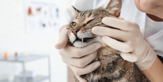 猫の『歯肉炎』ってどんな病気？主な原因や症状・予防策3つ