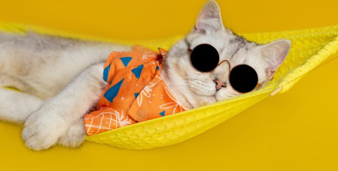 夏によく見る猫の『グータラなポーズ』5選！それぞれの意味も解説！