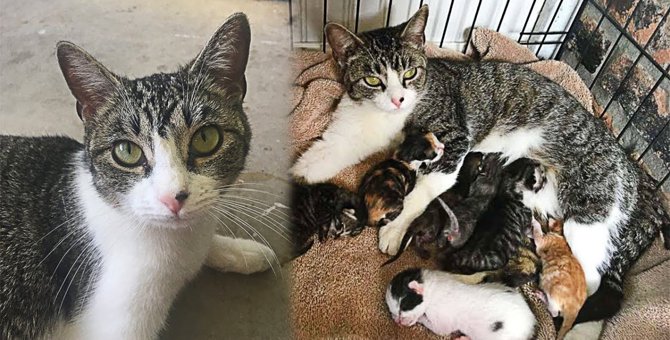 育児放棄された子猫たち…新たなママ猫が7匹を育て上げる姿に感動！