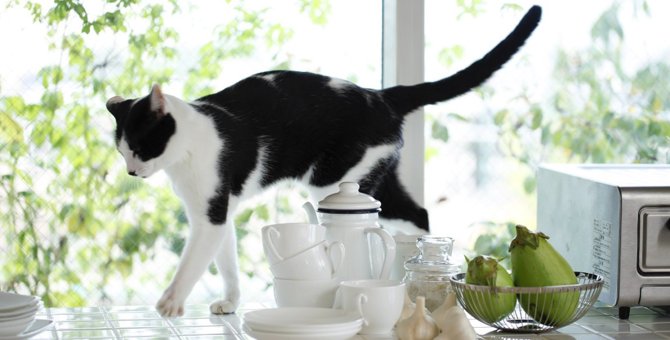 超危険！猫がキッチンやリビングで起こしやすい事故５つ