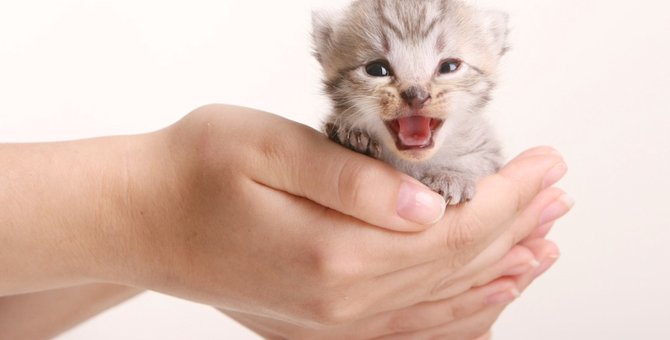 猫の無駄鳴きをやめさせる方法！8つの原因と対策方法を解説