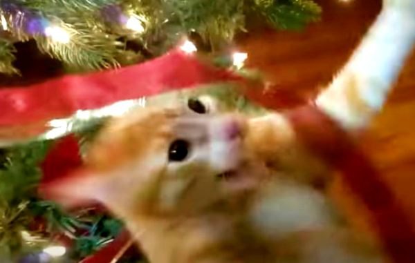 【特選】猫とクリスマス飾りの『危険・可愛い・面白い』名場面集♡