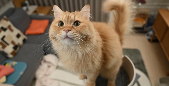 人気のある『長毛猫』の品種とは？長毛種ならではの魅力・特徴やお手入れのコツ