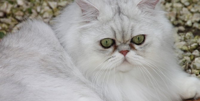 チンチラ猫の性格と特徴、値段やかかりやすい病気