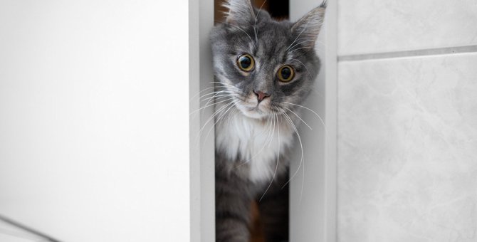 猫がドアを開けてしまう時の対処法3つ　開けやすいドアの特徴って？