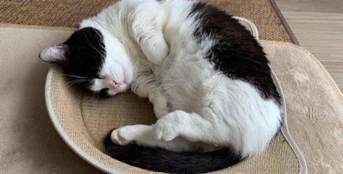 猫が『質の良い睡眠』をとるためにすべき３つのこと