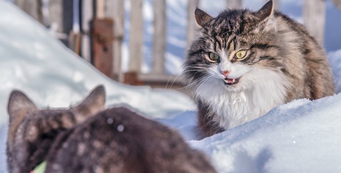 猫同士が『喧嘩』するのはどんなとき？3つの原因と止めるべきタイミング