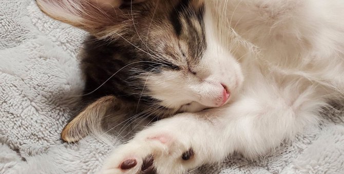 猫が両手をぐーんと伸ばしながら寝る4つの理由