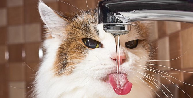 猫の『脱水症状』の原因は？症状・対処法・予防策4つ