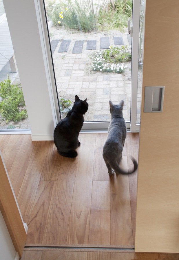 室内飼いしている猫同士でも縄張りはある？一緒に暮らす時注意したい事