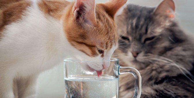猫に『ミネラルウォーター』は危険？他の水との違い2つと与える場合の注意点