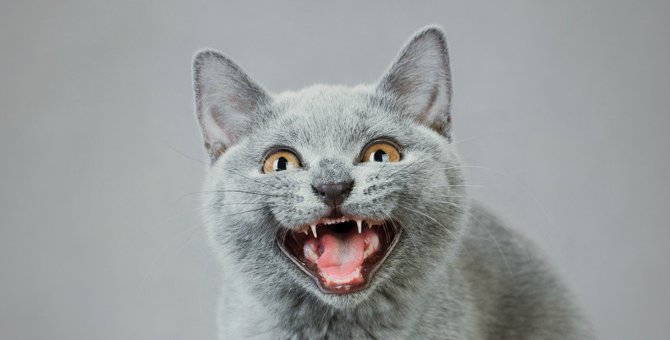 猫が普段より『激しく鳴く』ときは要注意！3つの考えられる要因と受診の必要性