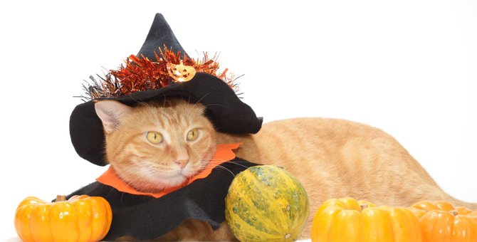 猫に『かぼちゃ』を与えても大丈夫？3つの注意点と栄養素について
