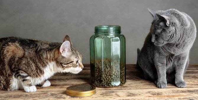 猫の流動食の選び方と与え方について