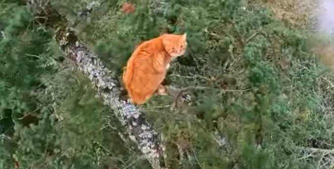 強者現る！木の上で逃げる、唸る…網と格闘する猫をレスキュー！