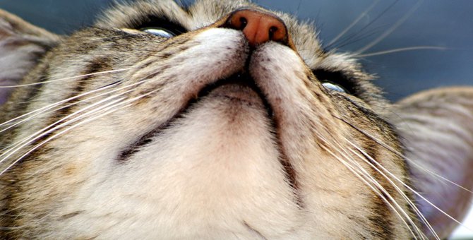 猫が『鼻水』を出している時の原因6つ！飼い主がすべき対処法とは