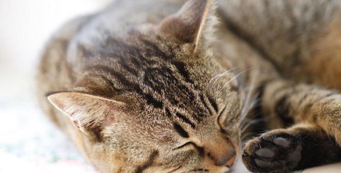 室内飼育の猫が亡くなる前に見せる行動とその理由5つ