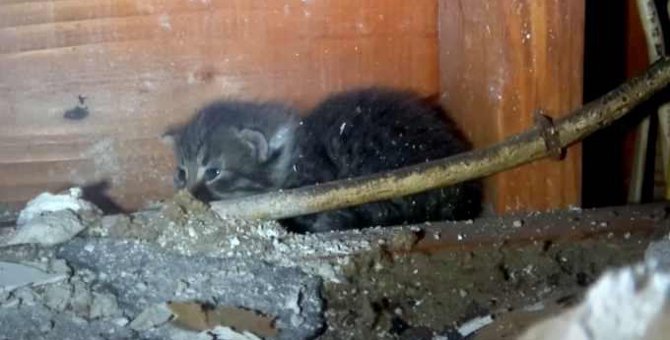 天井裏で生まれた子猫たち……壁が穴だらけになった救出劇の全貌は？