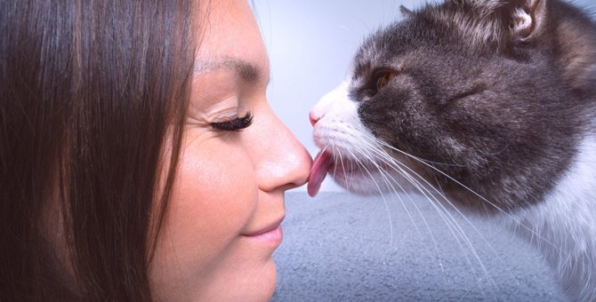 猫が飼い主をいっぱい舐めるのはなぜ？5つの理由とやめさせる方法