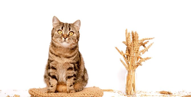 猫のフードに『穀物』は必要？穀物入り・グレインフリーのメリット＆デメリット
