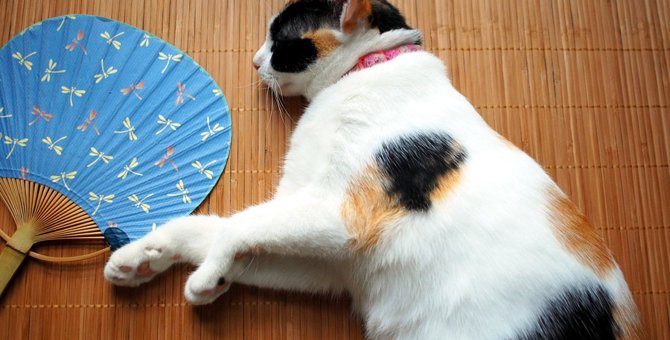 日本猫（和猫）｜種類/性格/特徴について