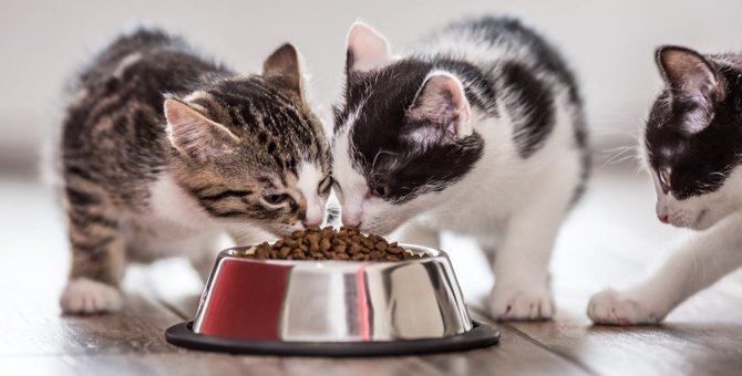猫の寿命を決める食事方法４つ