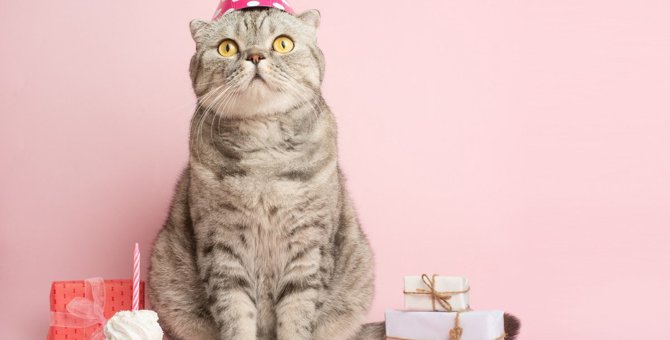 猫の『うちの子記念日』とは？愛猫に喜んでもらえるお祝いのアイデア3選♡