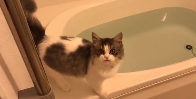 自らの意志でお風呂に飛び込む子猫の戦略にキュン死する人続出