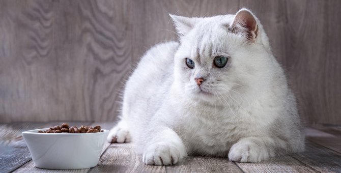 猫の健康を左右する『良い食器・悪い食器』のチェックポイント5つ