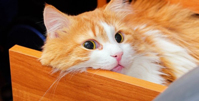 猫の『謎行動』ランキングTOP3！飼い主が困惑する動きの意味とは…