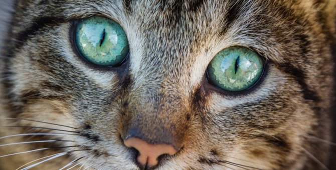 猫が『チェリーアイ』になる原因3つ！治療することはできるの？
