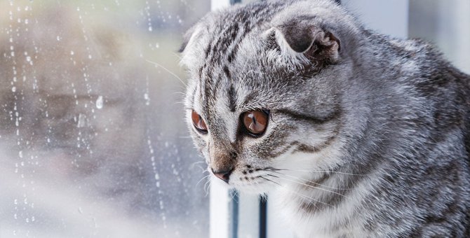 猫の『梅雨』に起こりやすい病気3つ！飼い主がすべき対策とは？
