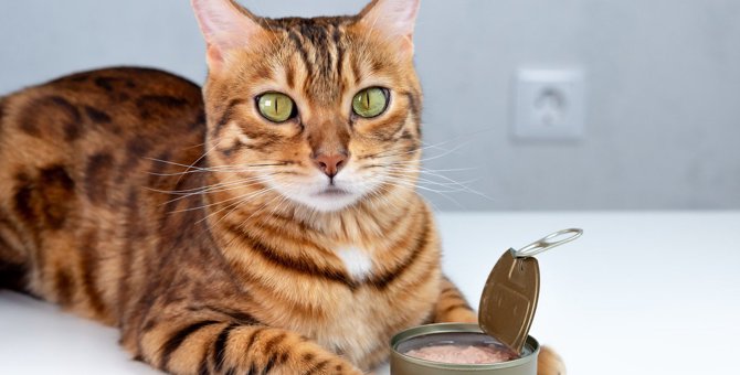 猫に良い『鉄分』が入った食べ物3選　与えるときの注意点とは
