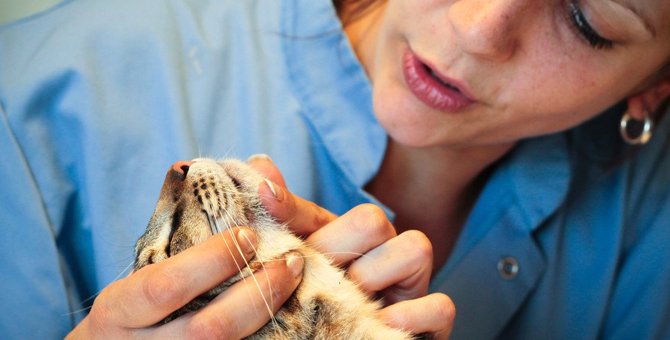 猫の顎にブツブツが！『猫ニキビ』の原因と3つの症状
