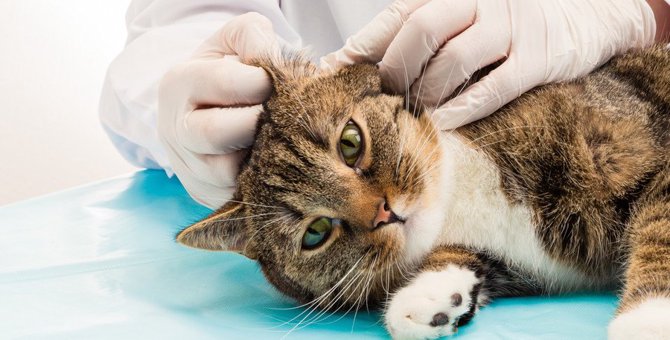 猫の危険な『耳ダニ』2種！主な症状と予防法とは？