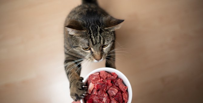 猫は馬肉を食べてもOK！期待できる効果や与える時の注意点