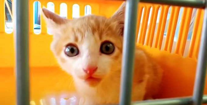 排水管の中で逃げ回る子猫……保護され保育園の仲間に！