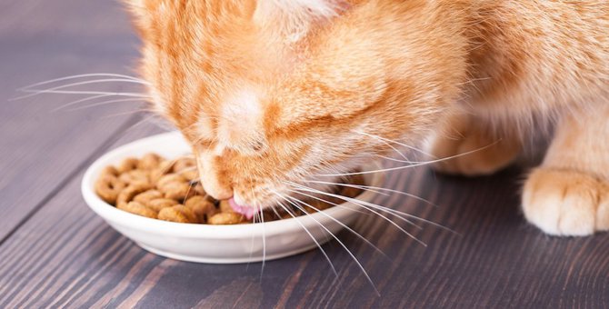 猫が吐くほど食べ過ぎるのは病気かも？原因や対処法を解説