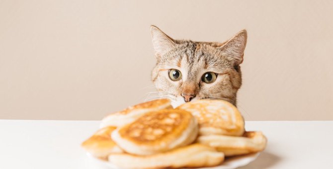 猫が人の食べ物を『欲しいニャ〜』と求めるときの心理5つ
