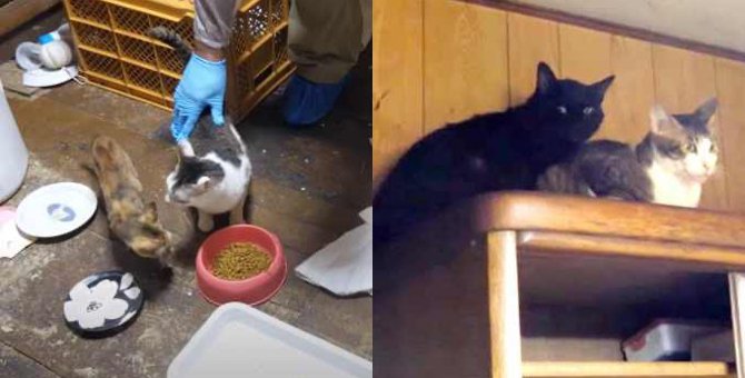 空腹でご飯に駆け寄る9匹の猫たち…多頭飼育崩壊から全頭を保護！