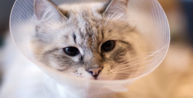 猫が目に怪我をしている時の4つの症状、対処法、原因