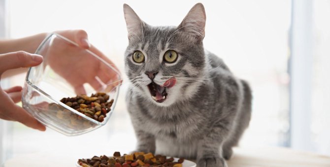 猫の健康寿命を延ばす『食事の与え方』5つ
